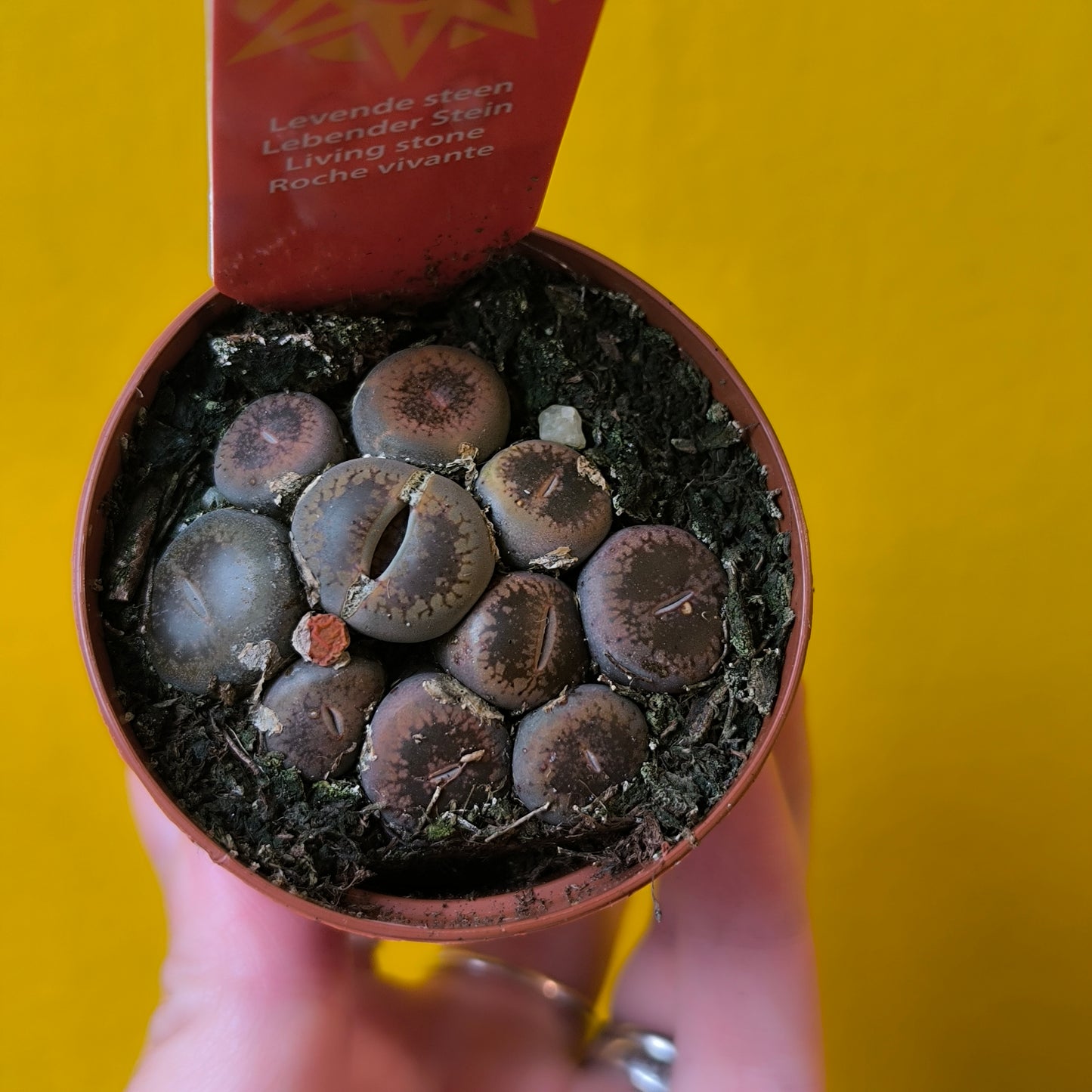 Lithops Stone Plants - Mini