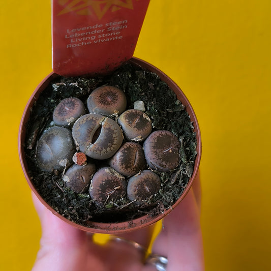 Lithops Stone Plants - Mini