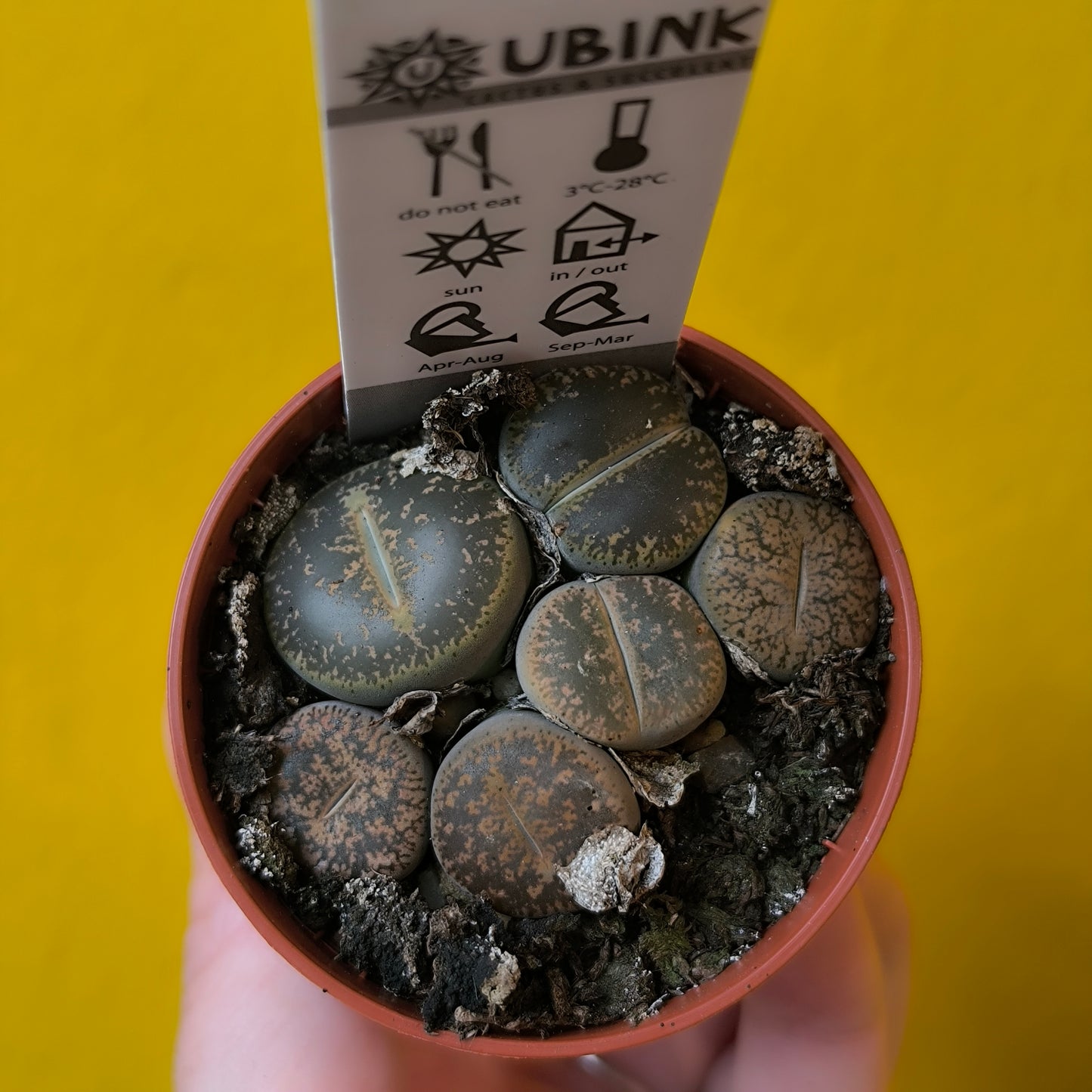 Lithops Stone Plants - Mini
