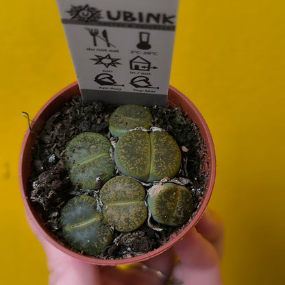 Lithops Stone Plants - Mini