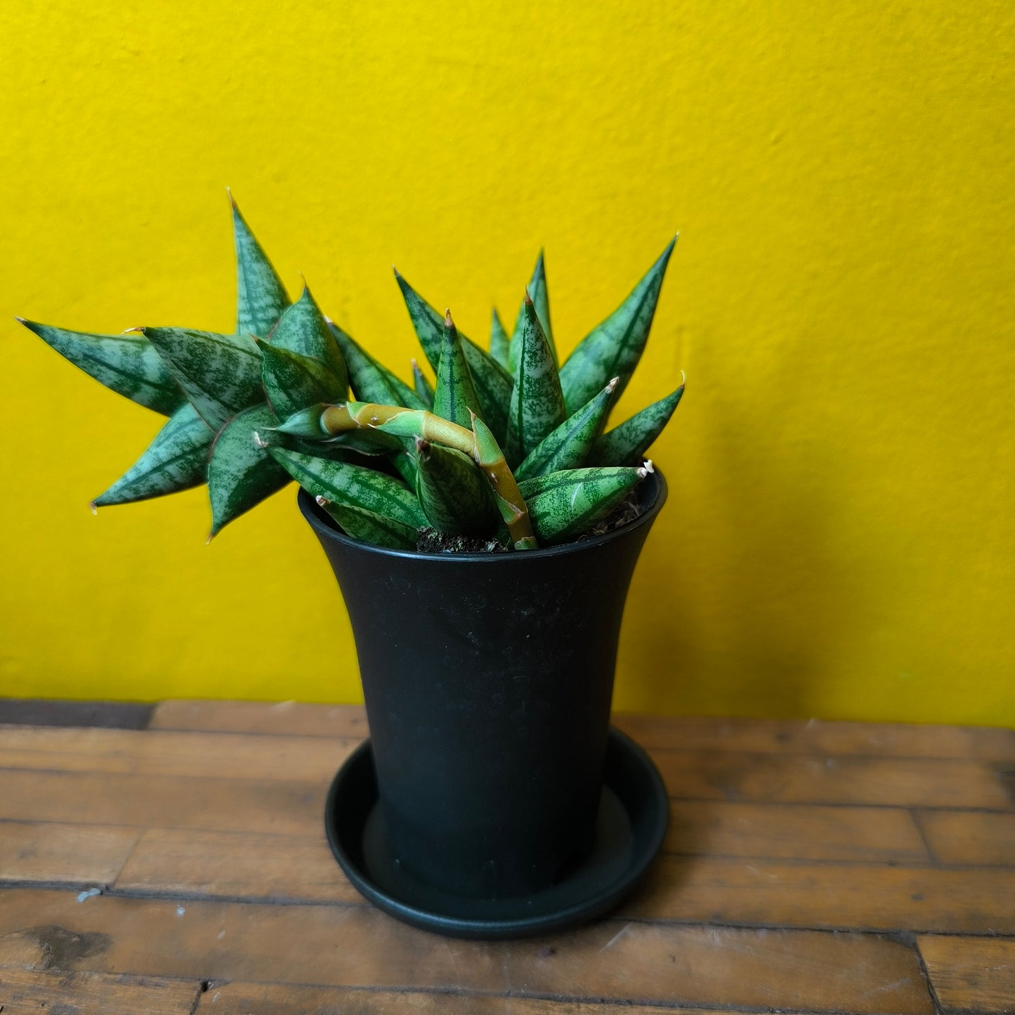 Snake Plant Rare mix with saucer