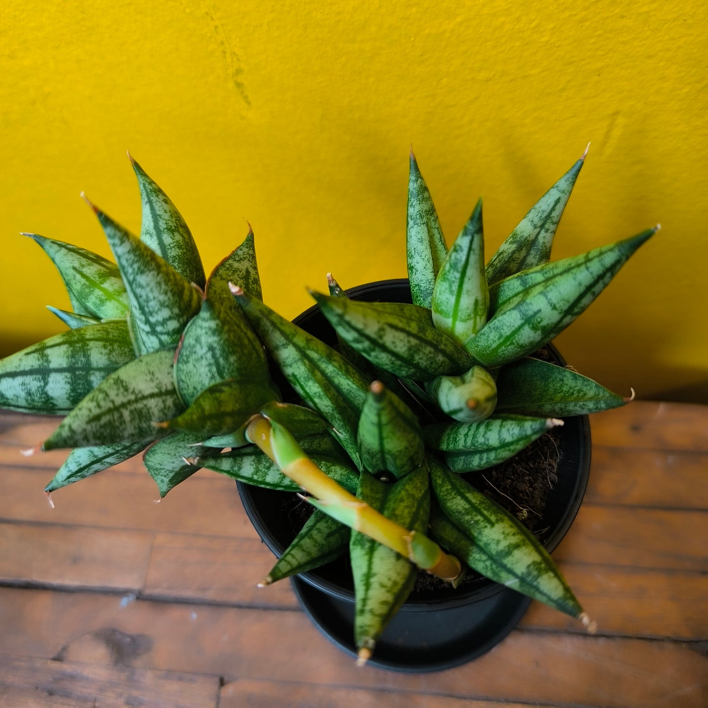 Snake Plant Rare mix with saucer