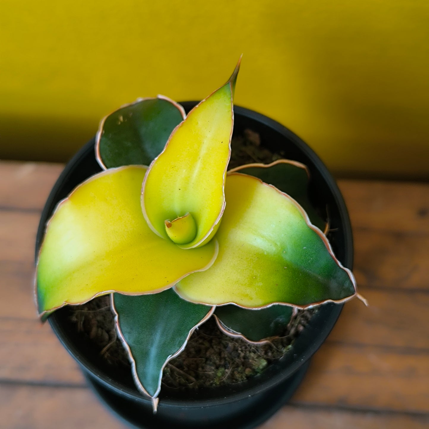 Snake Plant Rare mix with saucer