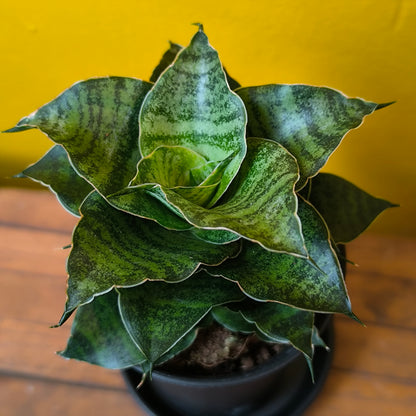 Snake Plant Rare mix with saucer