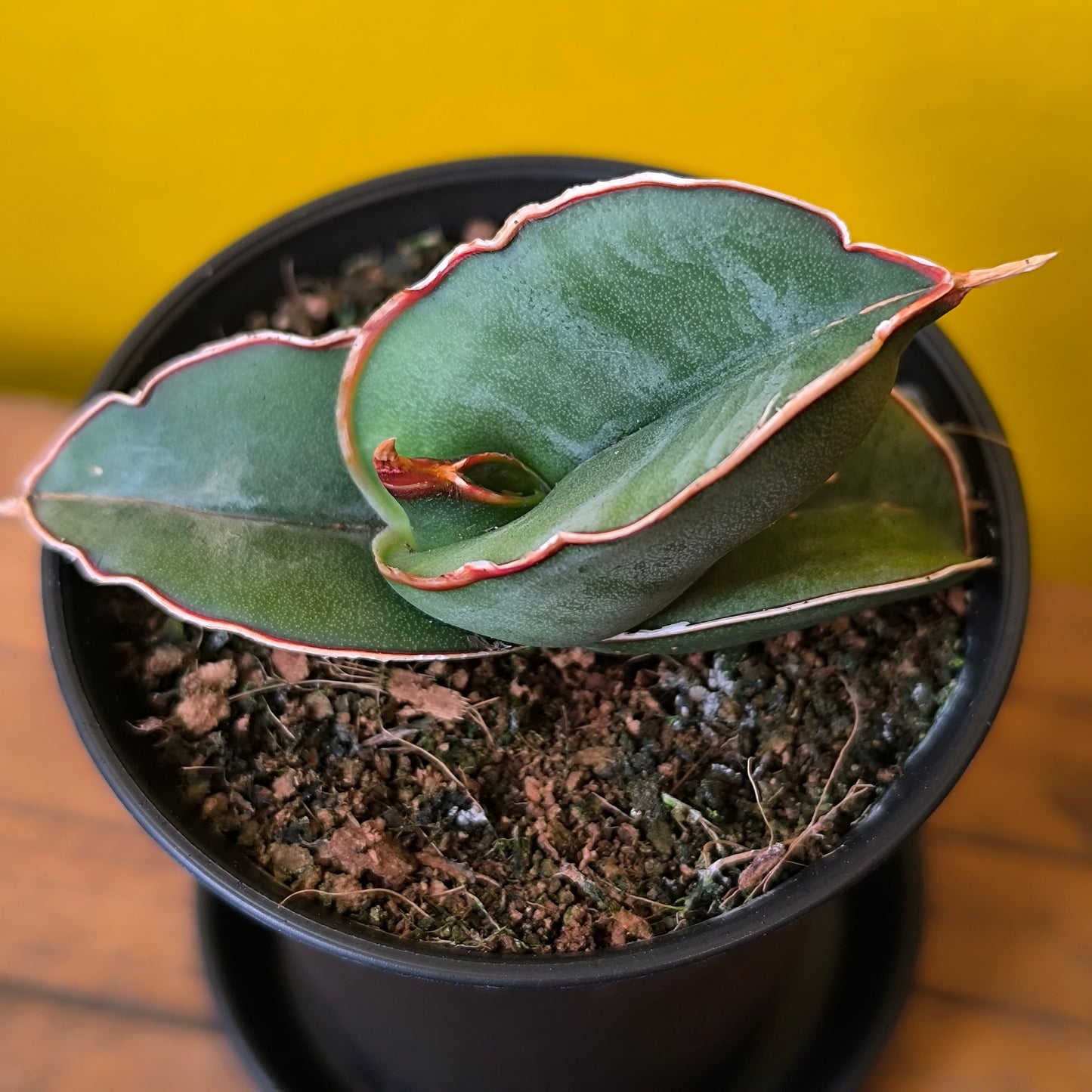 Snake Plant Rare mix with saucer