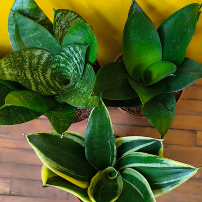 Snake Plant Hahnii Mix - Small