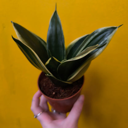 Snake Plant Hahnii Mix - Small