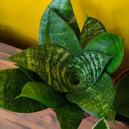 Snake Plant Hahnii Mix - Small