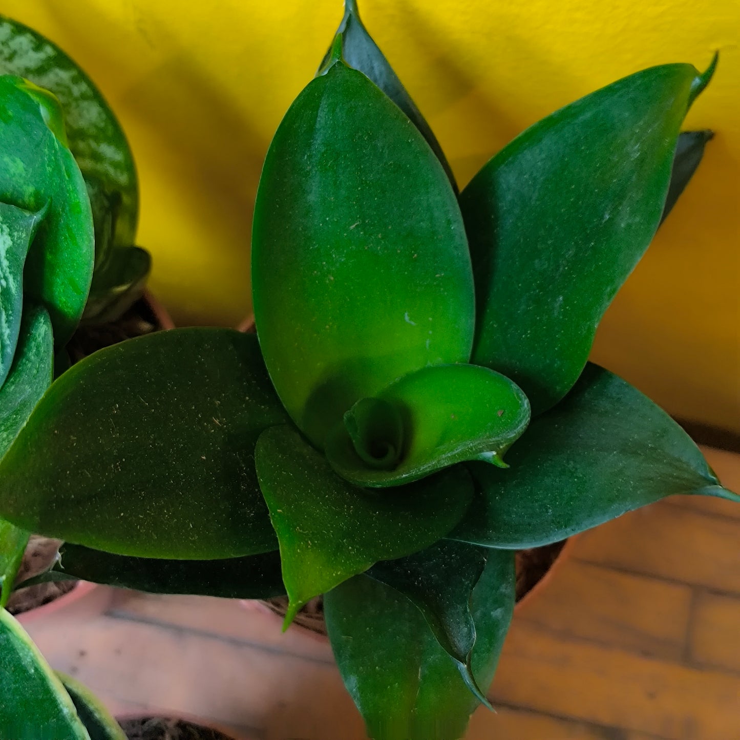 Snake Plant Hahnii Mix - Small