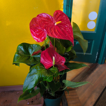 Flamingo Flower `Nevada Red` - Large
