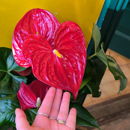 Flamingo Flower `Nevada Red` - Large