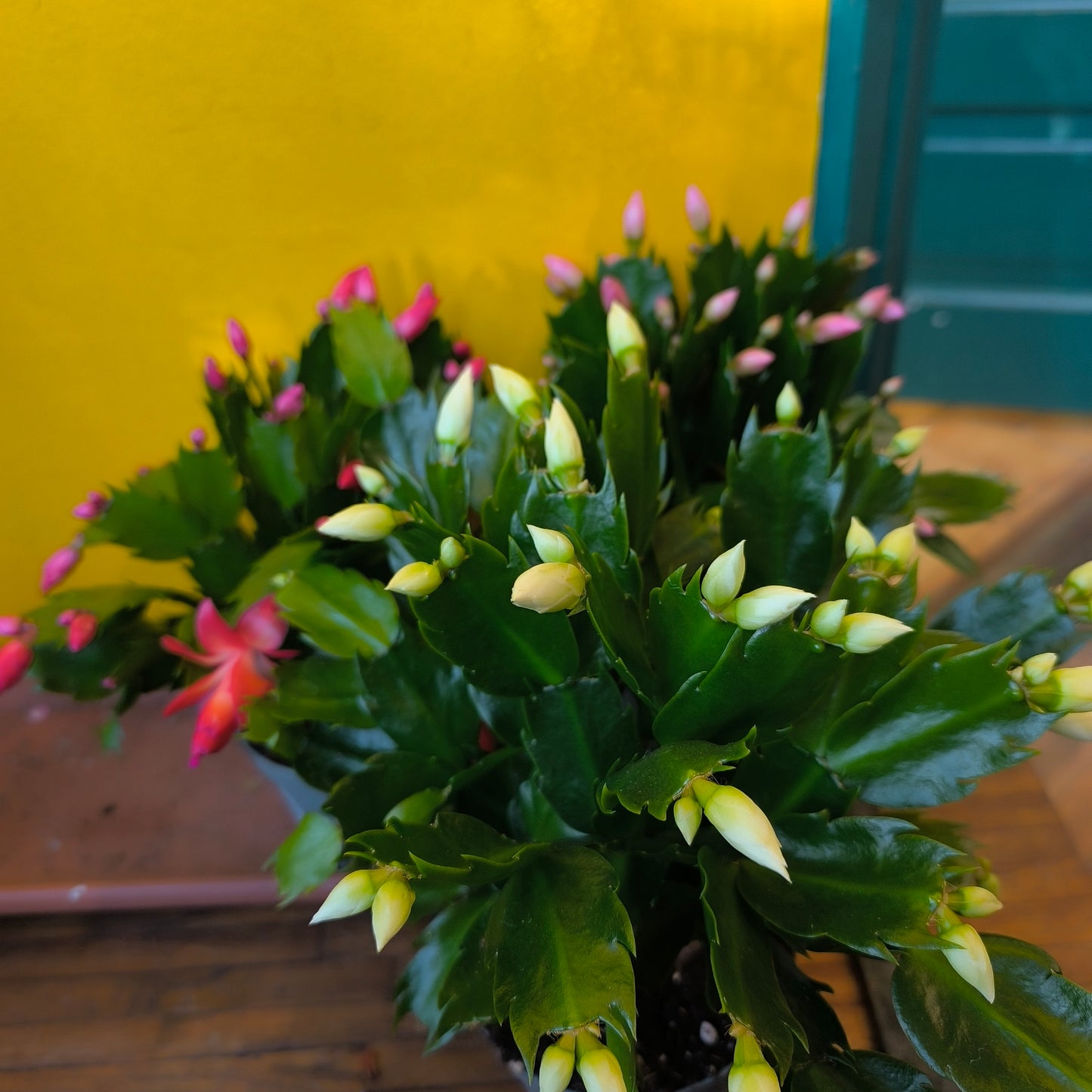 Christmas Cactus - Mix colours