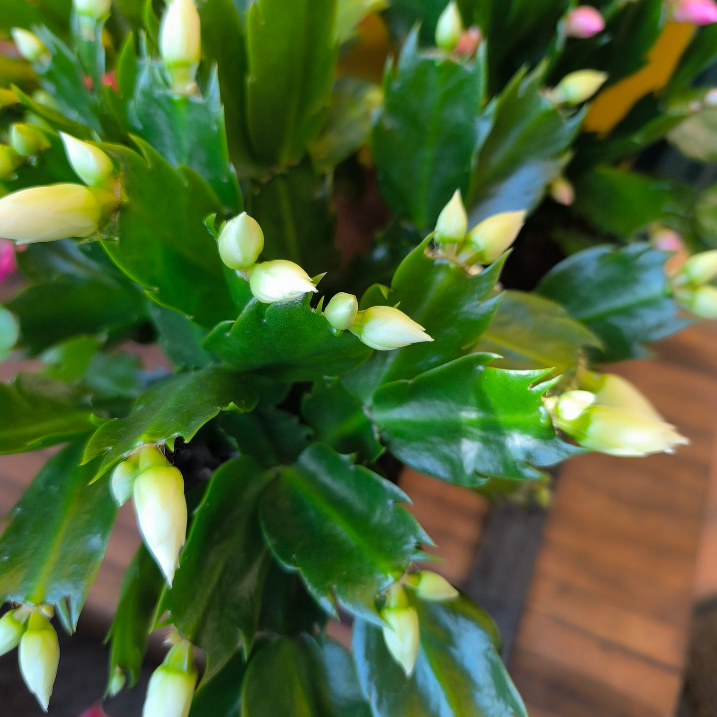 Christmas Cactus - Mix colours