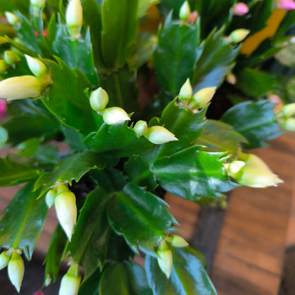 Christmas Cactus - Mix colours