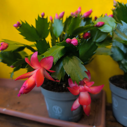 Christmas Cactus - Mix colours