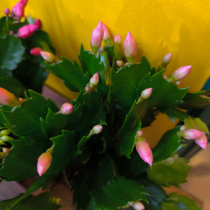 Christmas Cactus - Mix colours