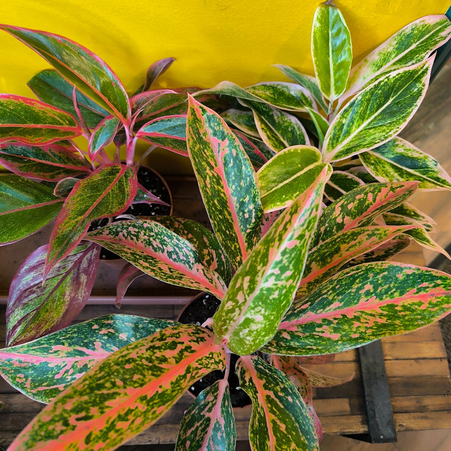 Aglaonema Chinese Evergreen Pink Mix -  Medium