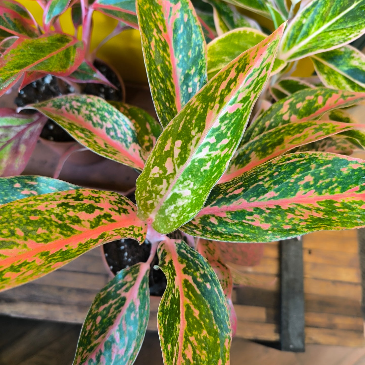 Aglaonema Chinese Evergreen Pink Mix -  Medium