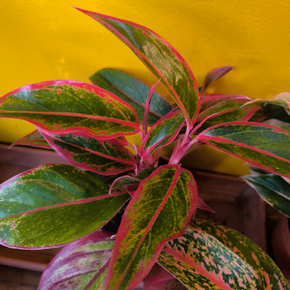 Aglaonema Chinese Evergreen Pink Mix -  Medium