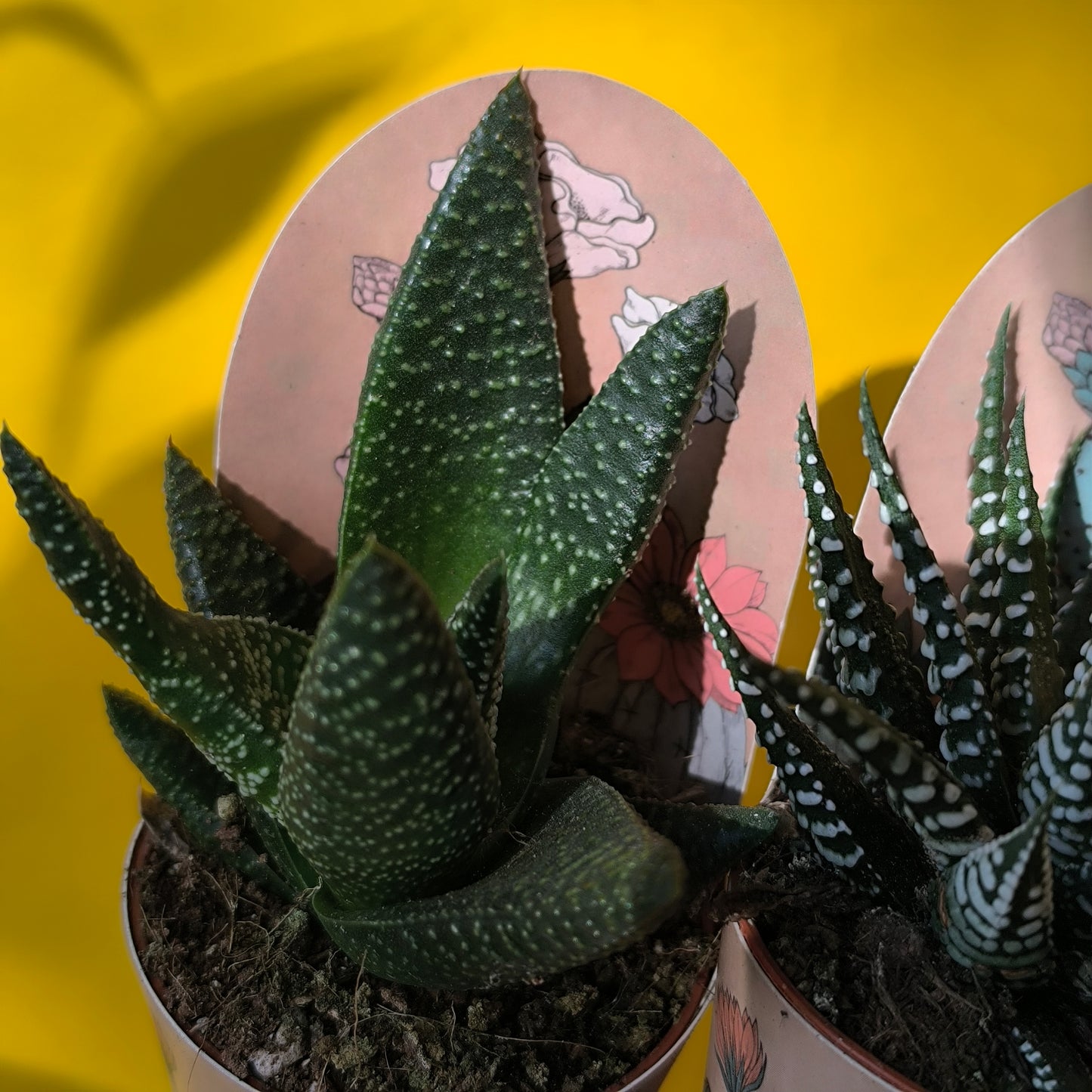 Aloe - Mini