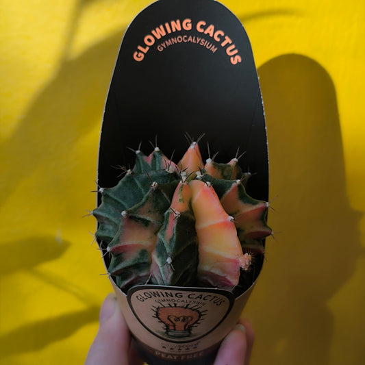 Moon Cactus `Glow`- Small
