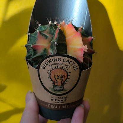 Moon Cactus `Glow`- Small