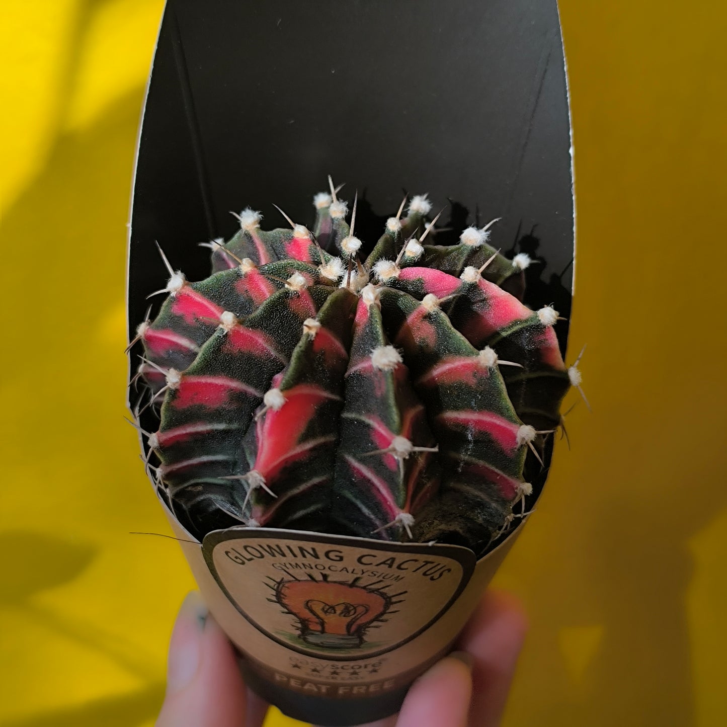 Moon Cactus `Glow`- Small