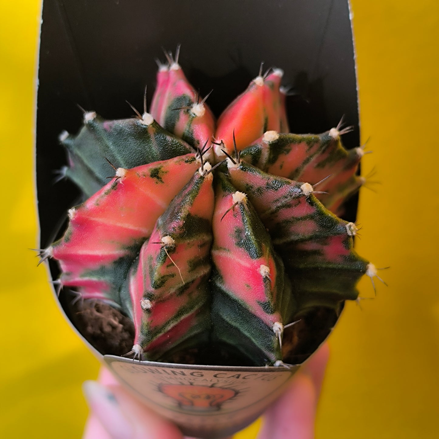 Moon Cactus `Glow`- Small