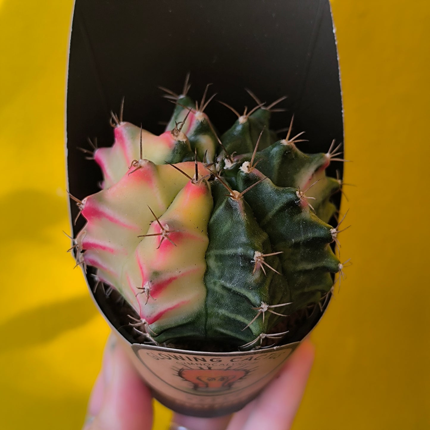 Moon Cactus `Glow`- Small