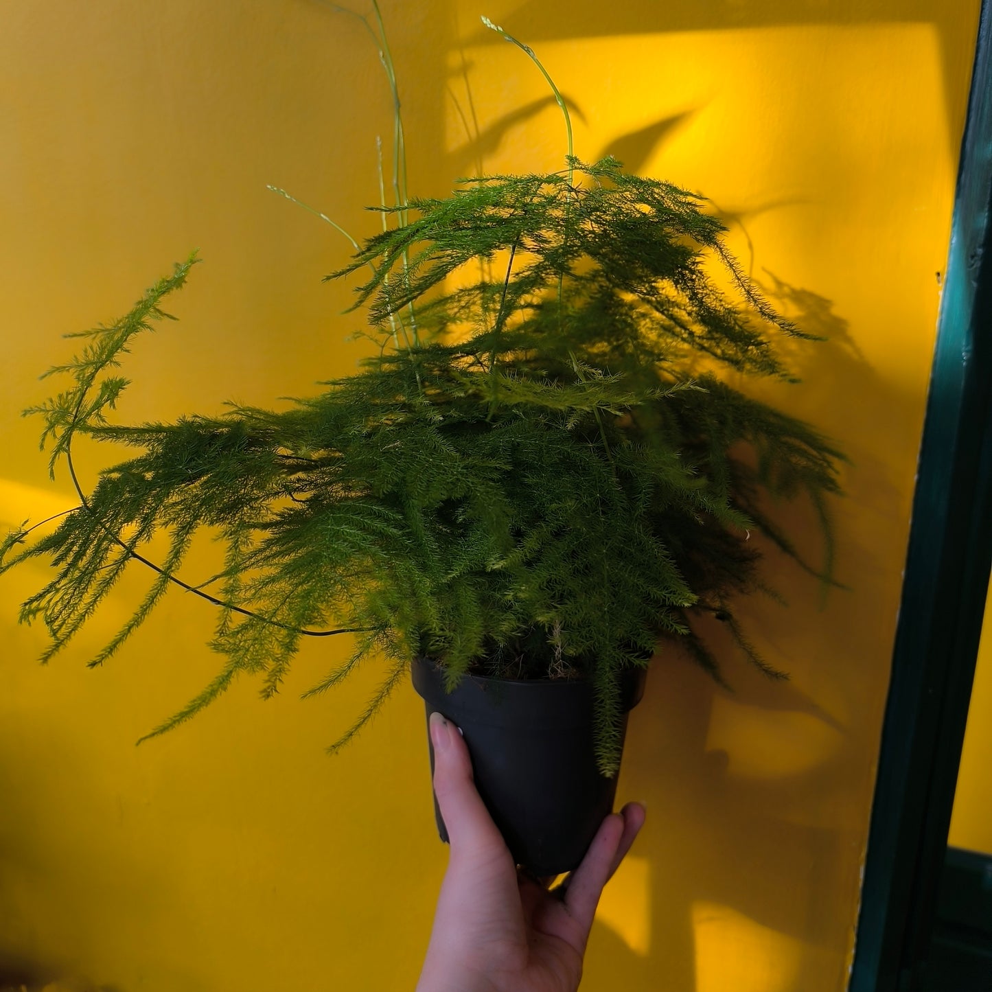 Fern Asparagus/Lace - Medium