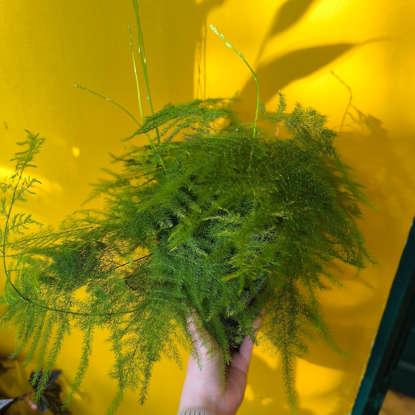 Fern Asparagus/Lace - Medium