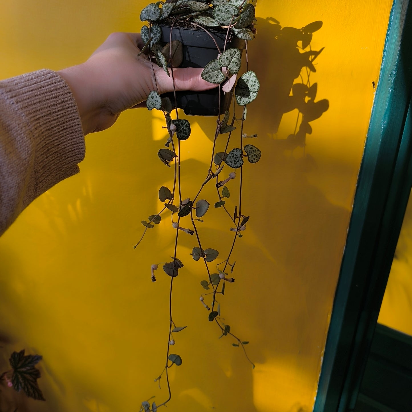 String of Hearts - Small