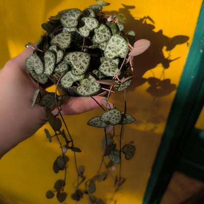 String of Hearts - Small