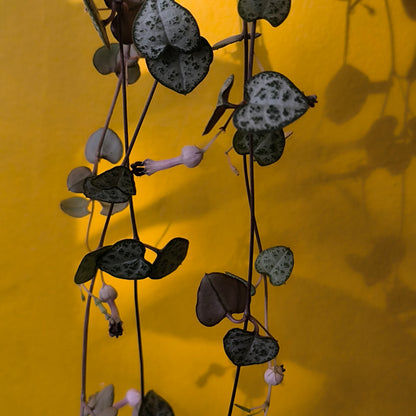 String of Hearts - Small