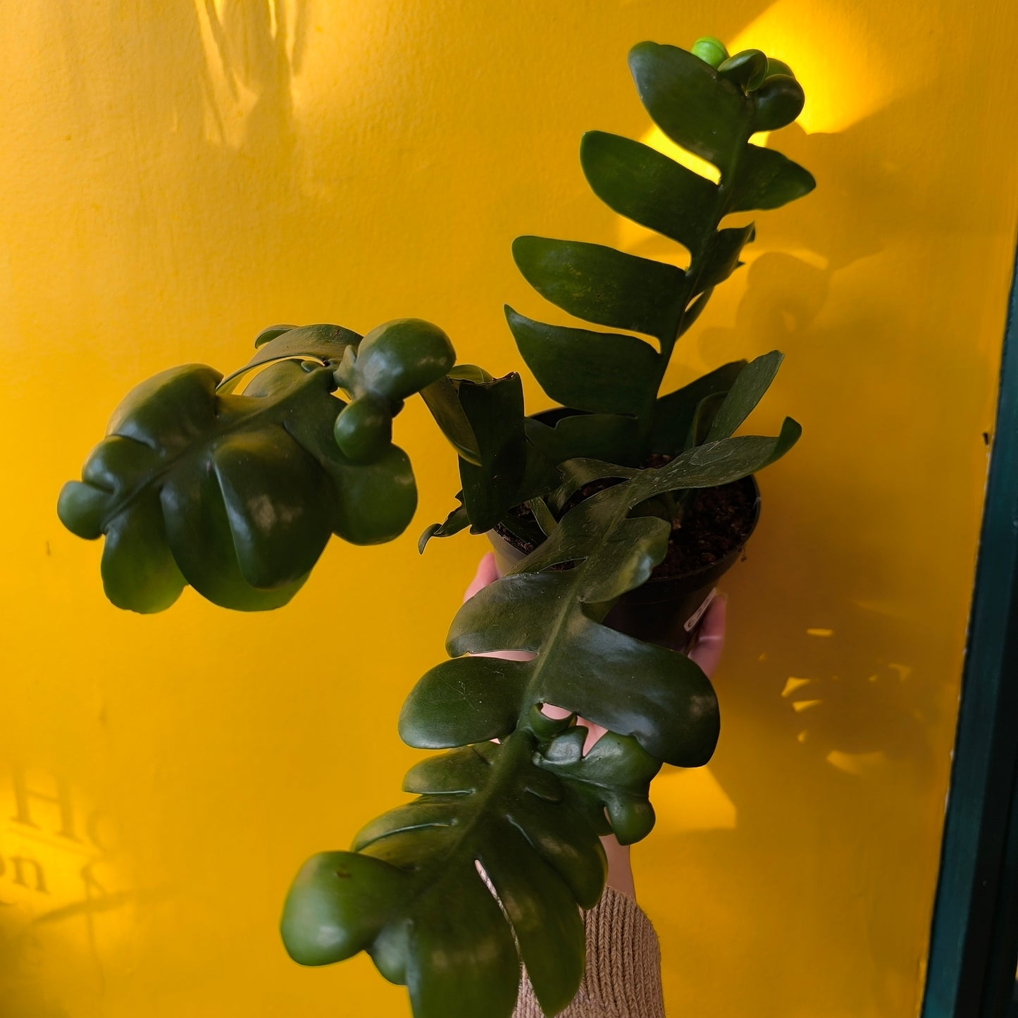 Fern Leaf Cactus - Medium