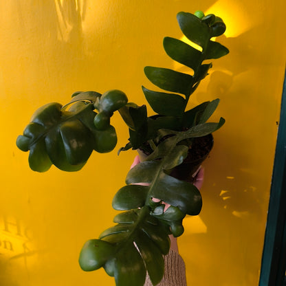 Fern Leaf Cactus - Medium