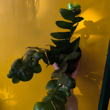 Fern Leaf Cactus - Medium