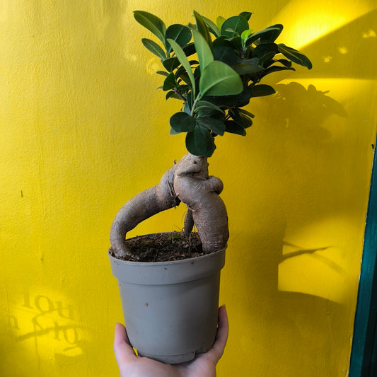 Ficus Ginseng - Medium