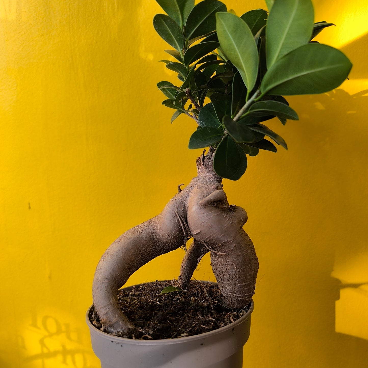 Ficus Ginseng - Medium