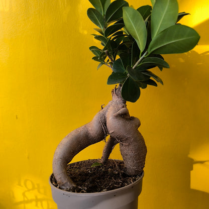 Ficus Ginseng - Medium