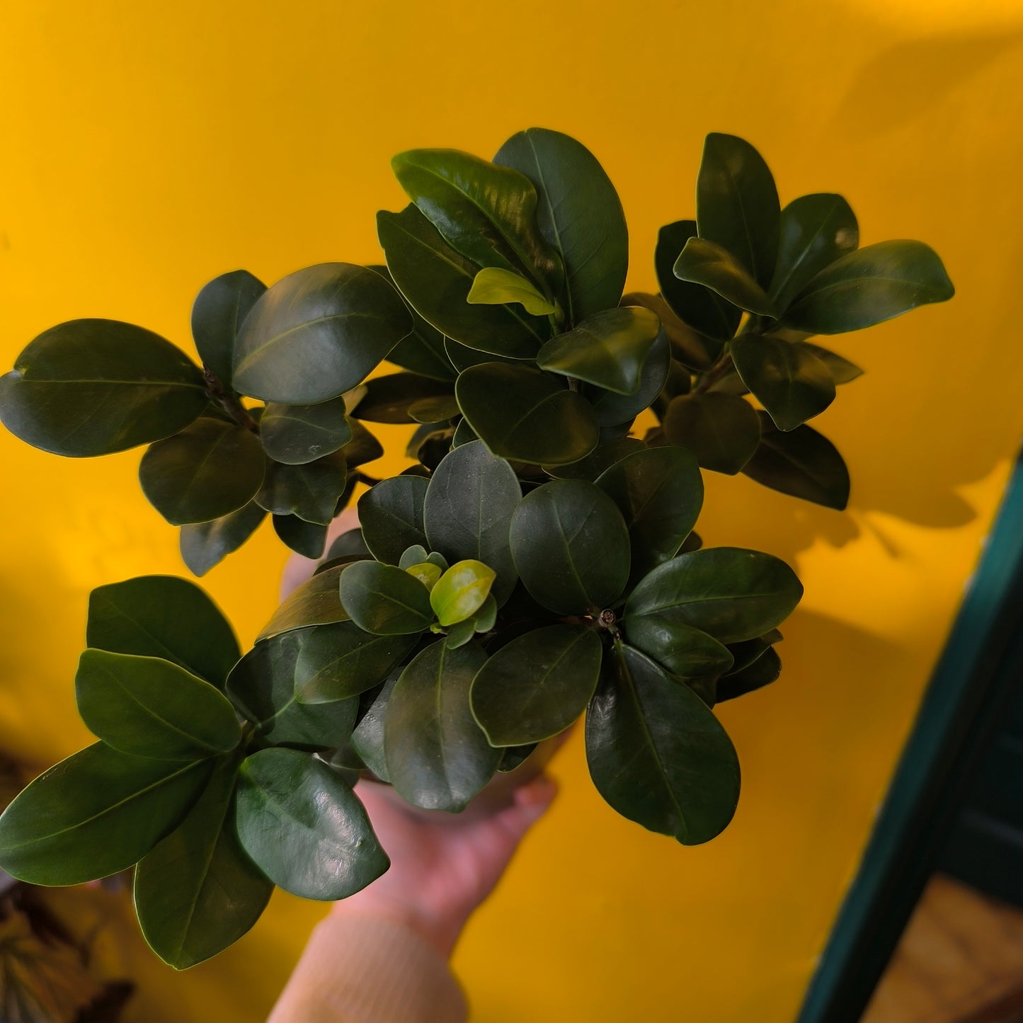 Ficus Ginseng - Medium