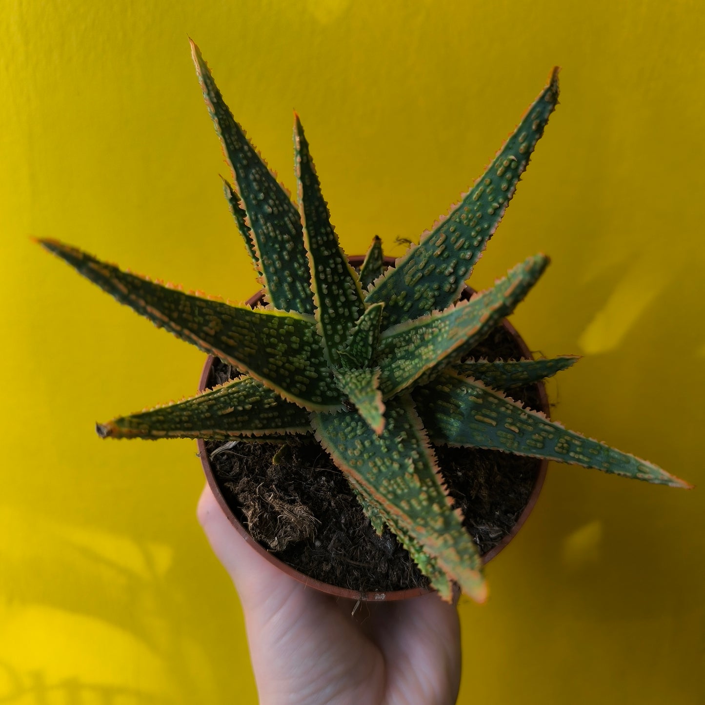 Aloe Festive - Medium