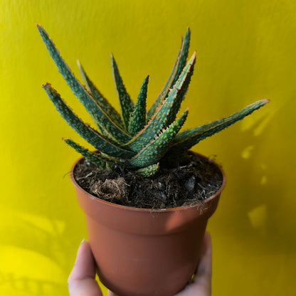 Aloe Festive - Medium