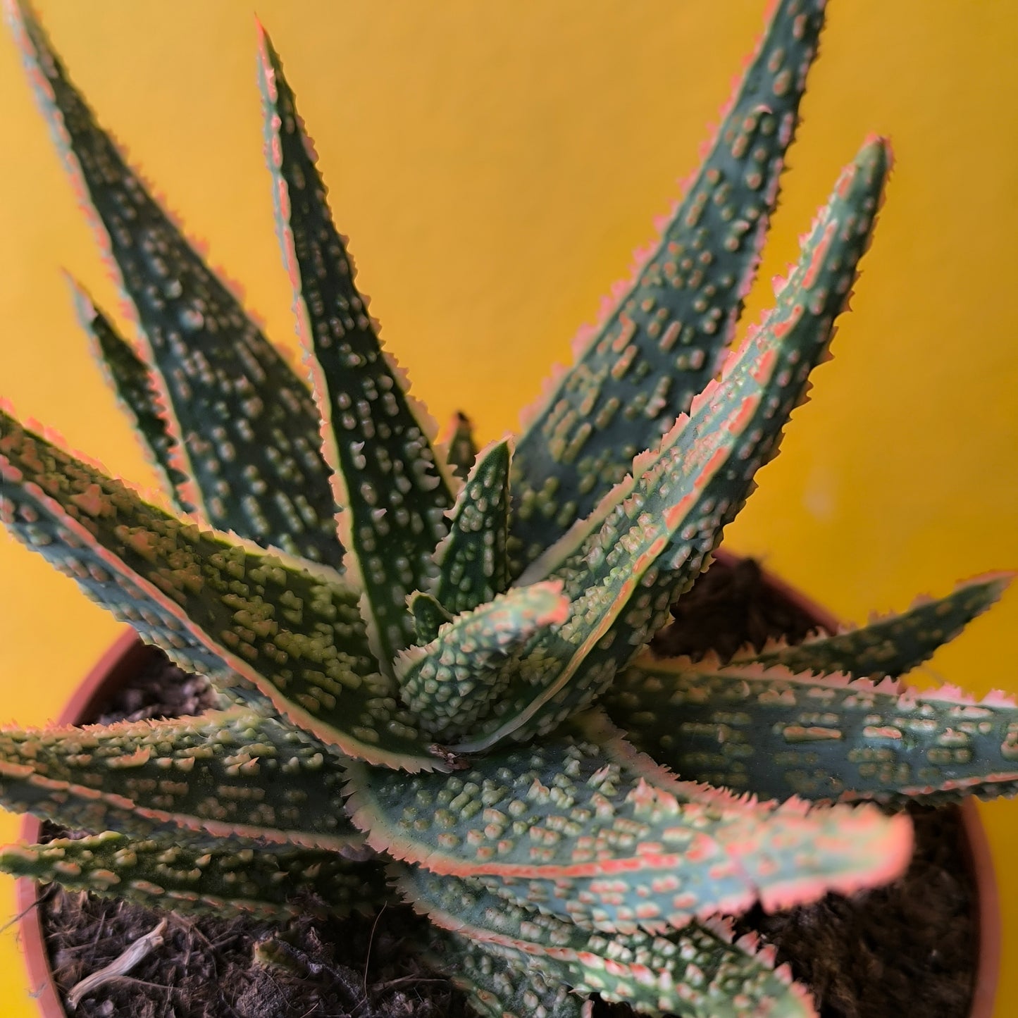 Aloe Festive - Medium