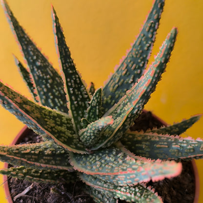 Aloe Festive - Medium