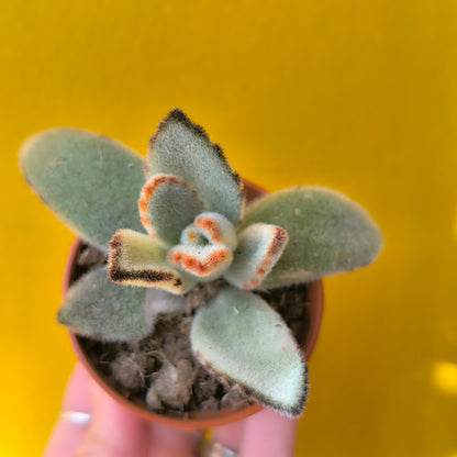 Kalanchoe Kittens Ears