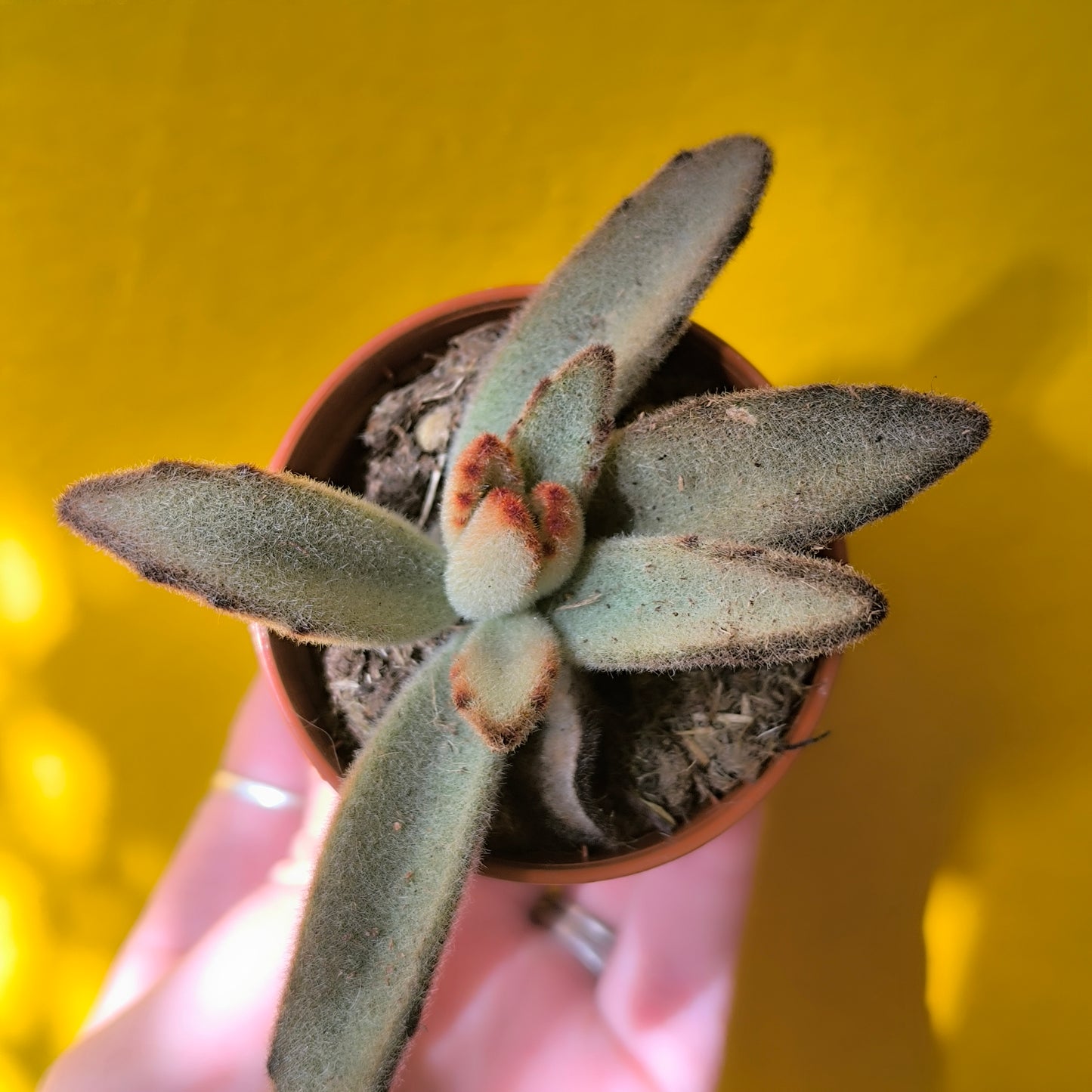 Kalanchoe Kittens Ears