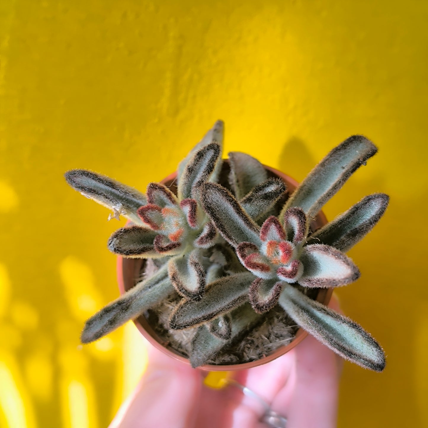 Kalanchoe Kittens Ears
