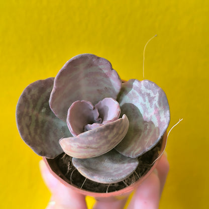 Kalanchoe `Zebra` - Mini