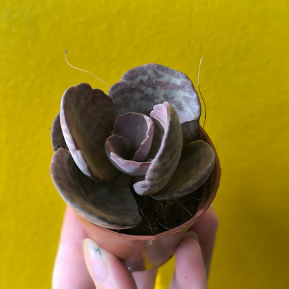 Kalanchoe `Zebra` - Mini